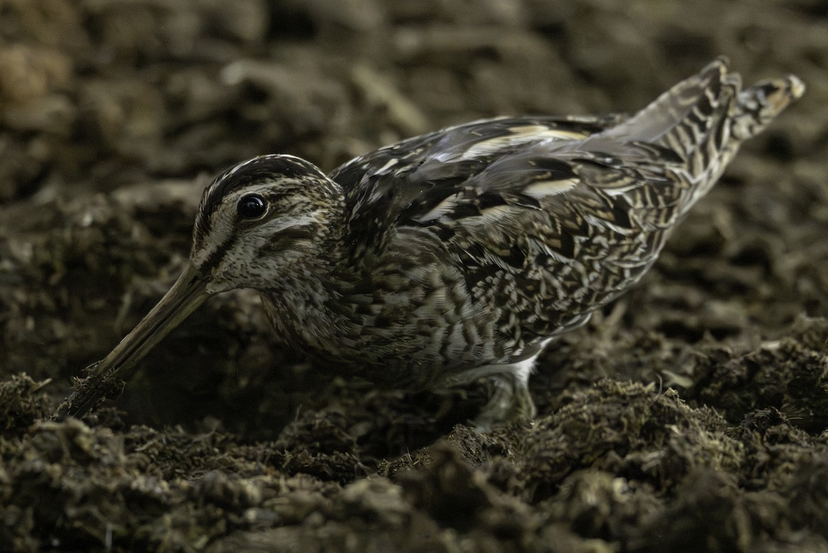 Шөвгөн хараалж - ML644463628