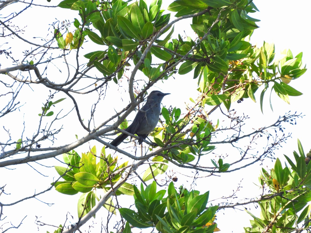 Gray Catbird - ML644463635