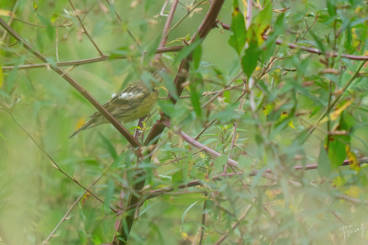 シマアオジ - ML644463636