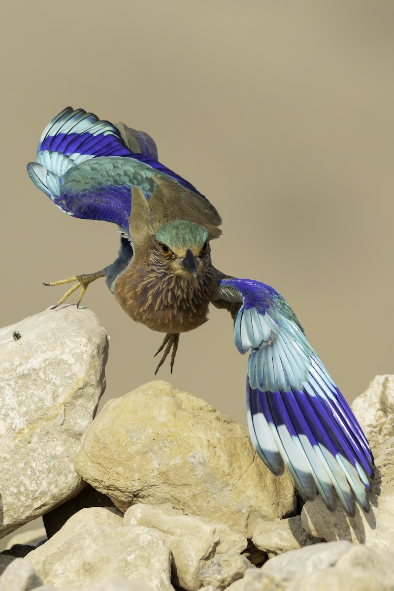 Indian Roller - ML644463637