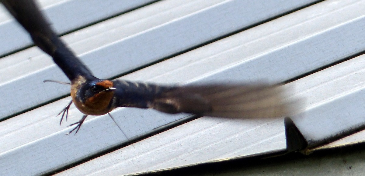 Асрын хараацай - ML644463639