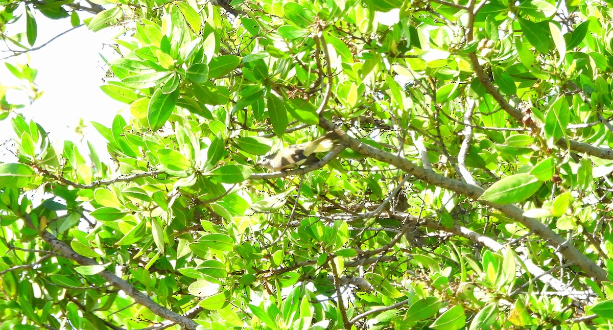 American Redstart - ML644463644