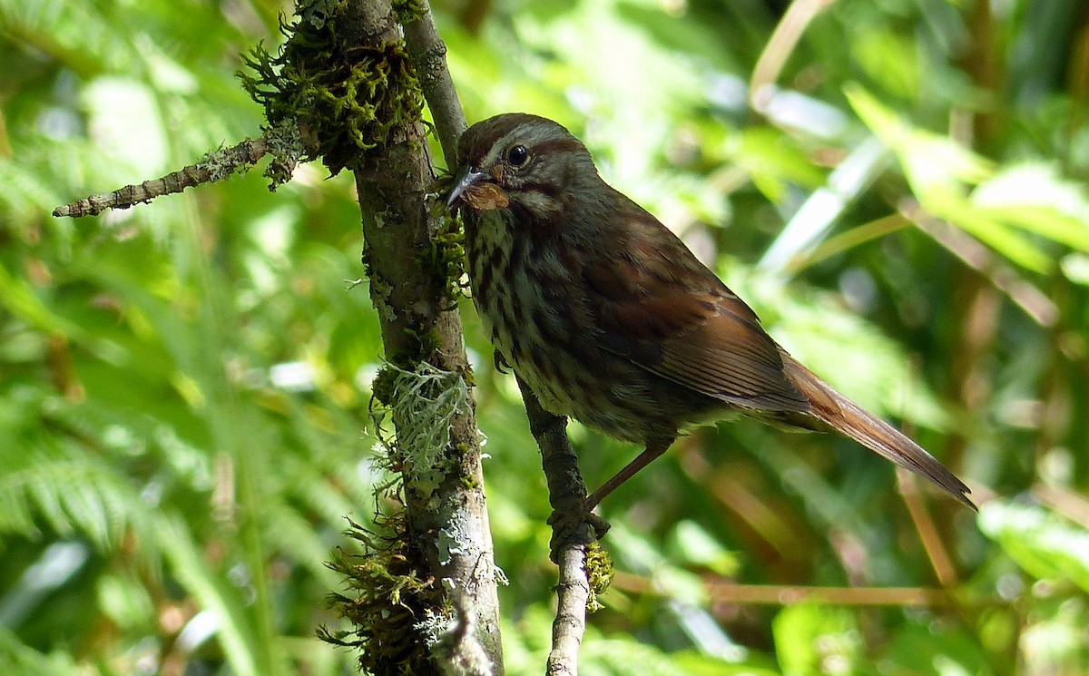 Song Sparrow - ML644463645