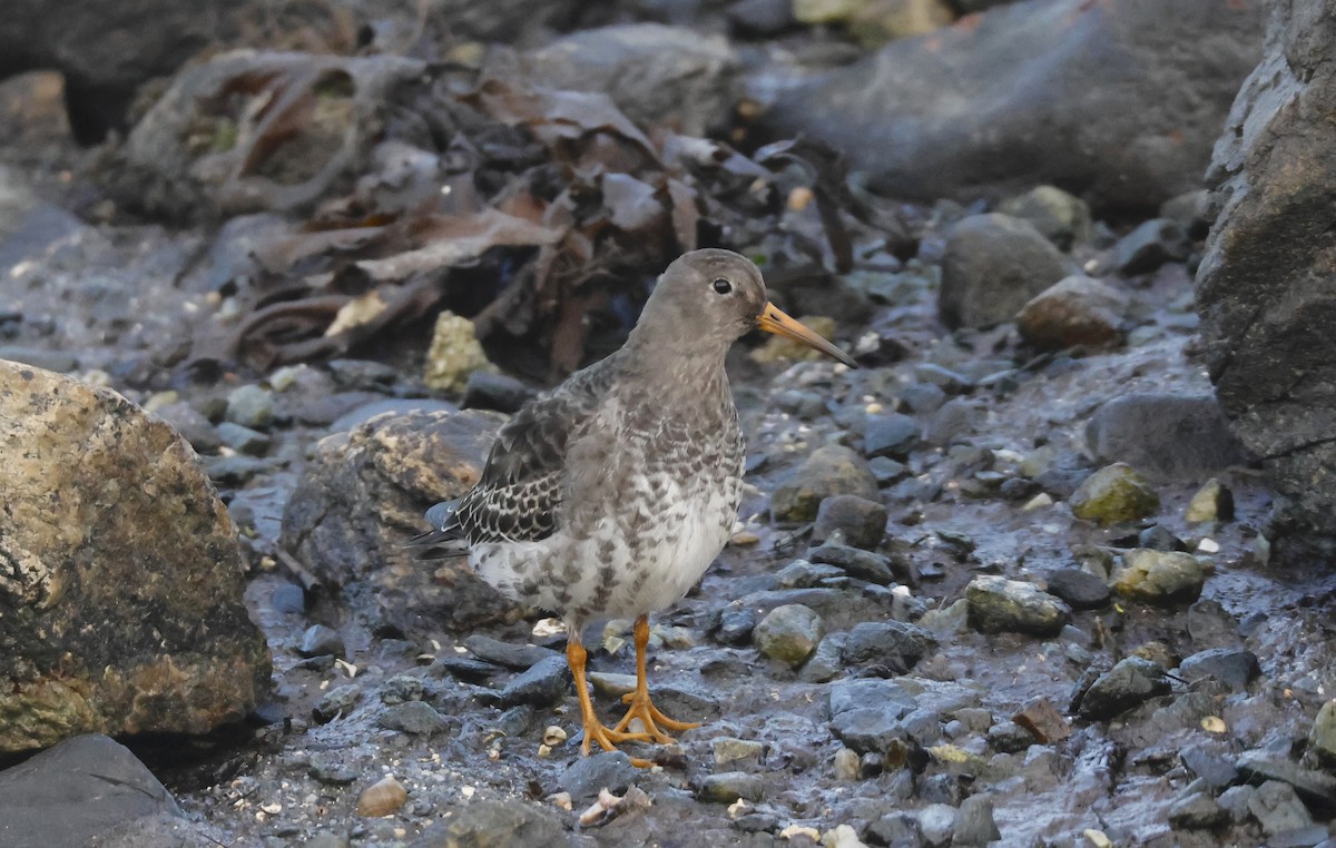 Purple Sandpiper - ML644463646