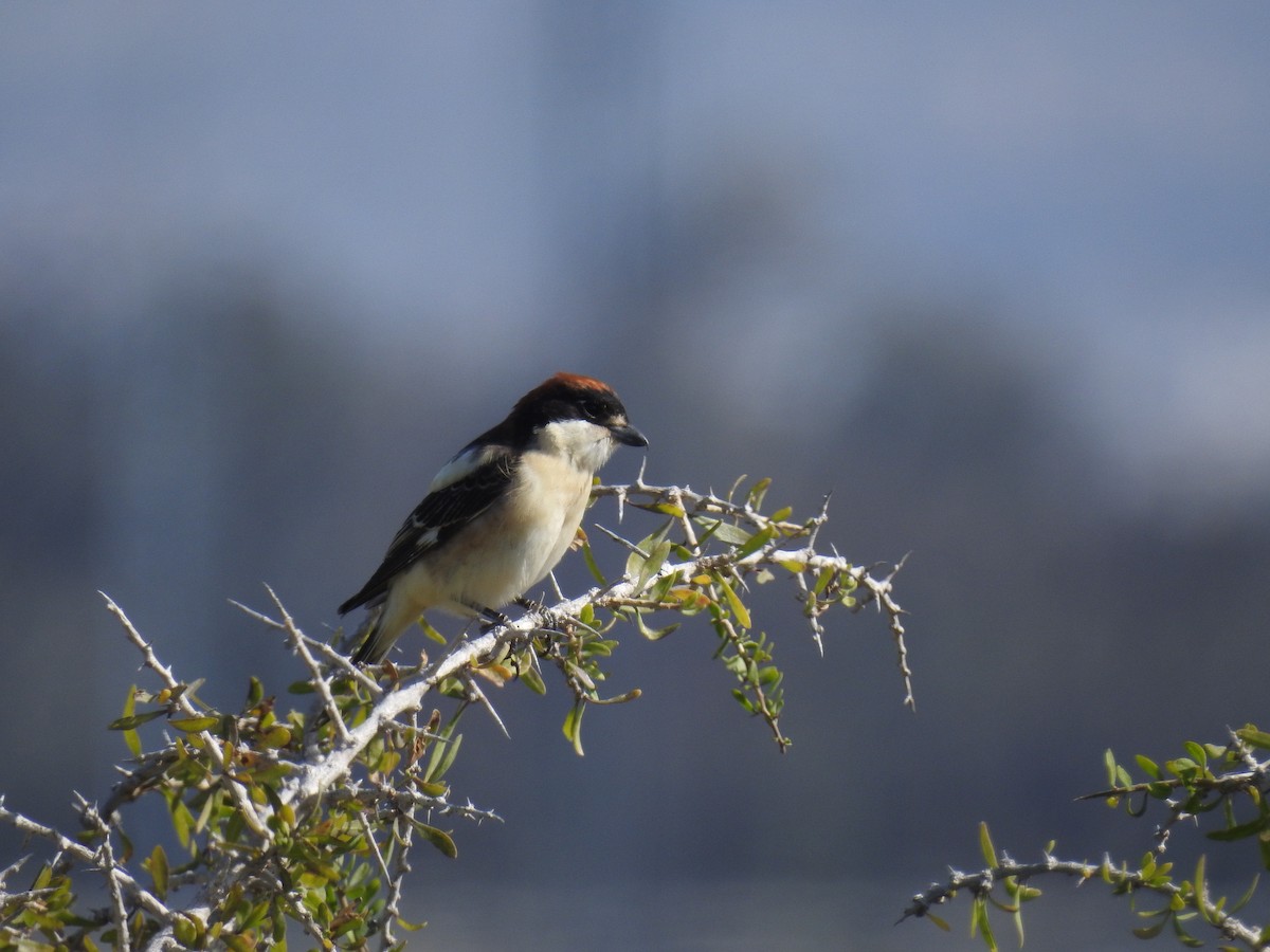 Woodchat Shrike - ML644463652