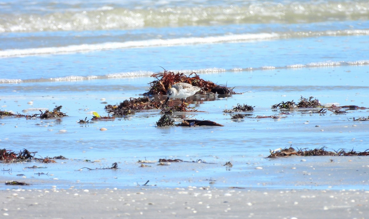 Гурвалж элсэг - ML644463654