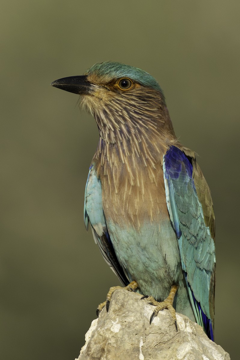Indian Roller - ML644463661