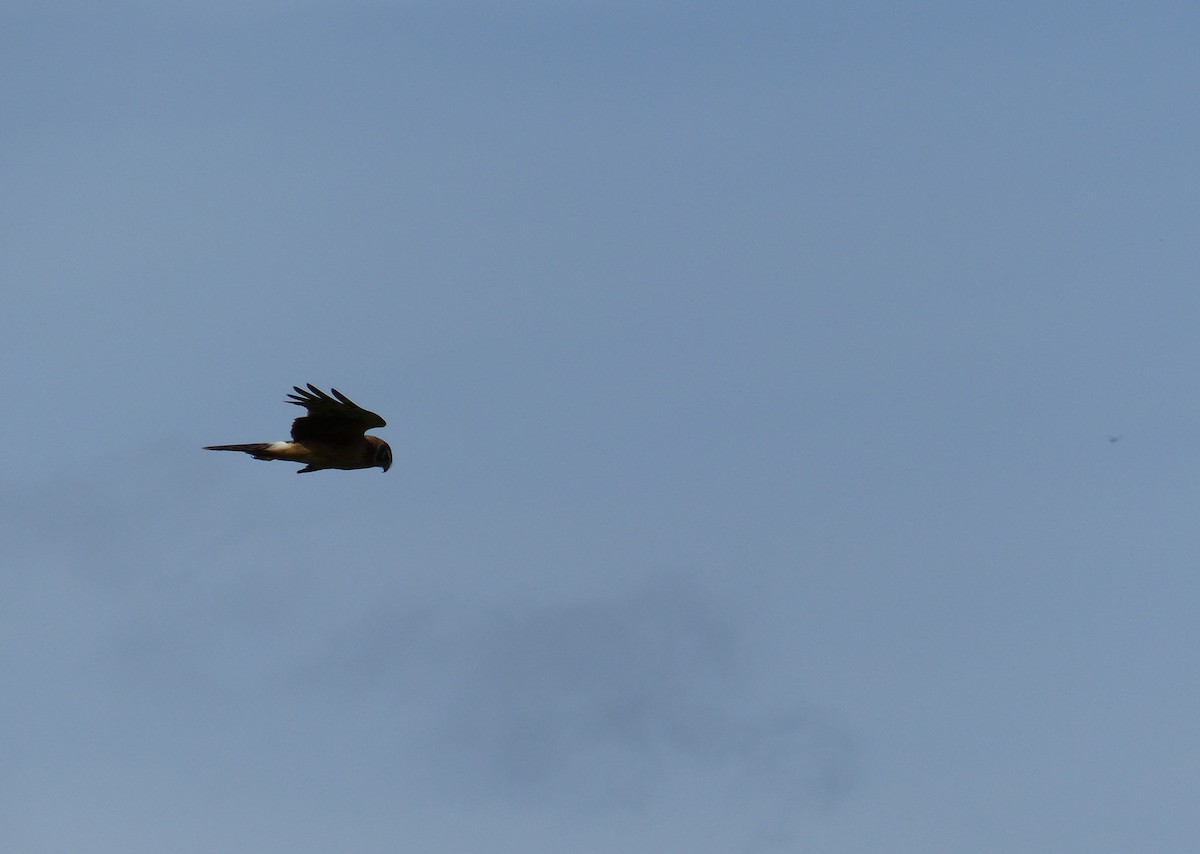 Northern Harrier - ML644463662