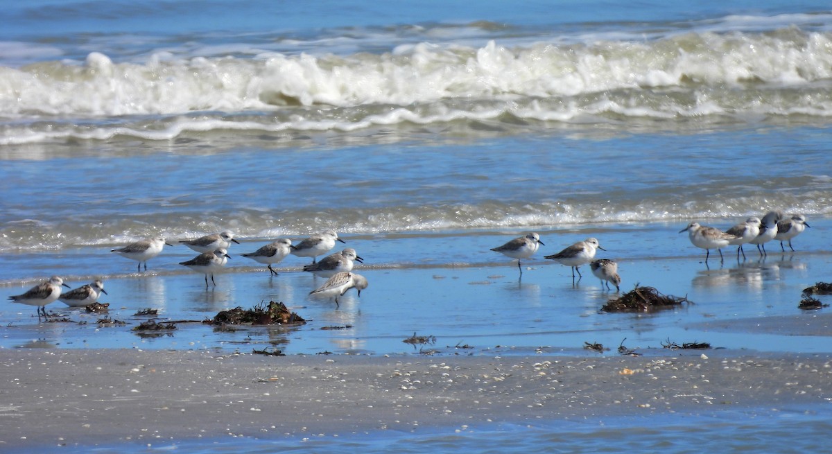 Гурвалж элсэг - ML644463663