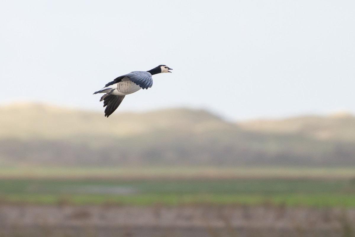 カオジロガン - ML644463674