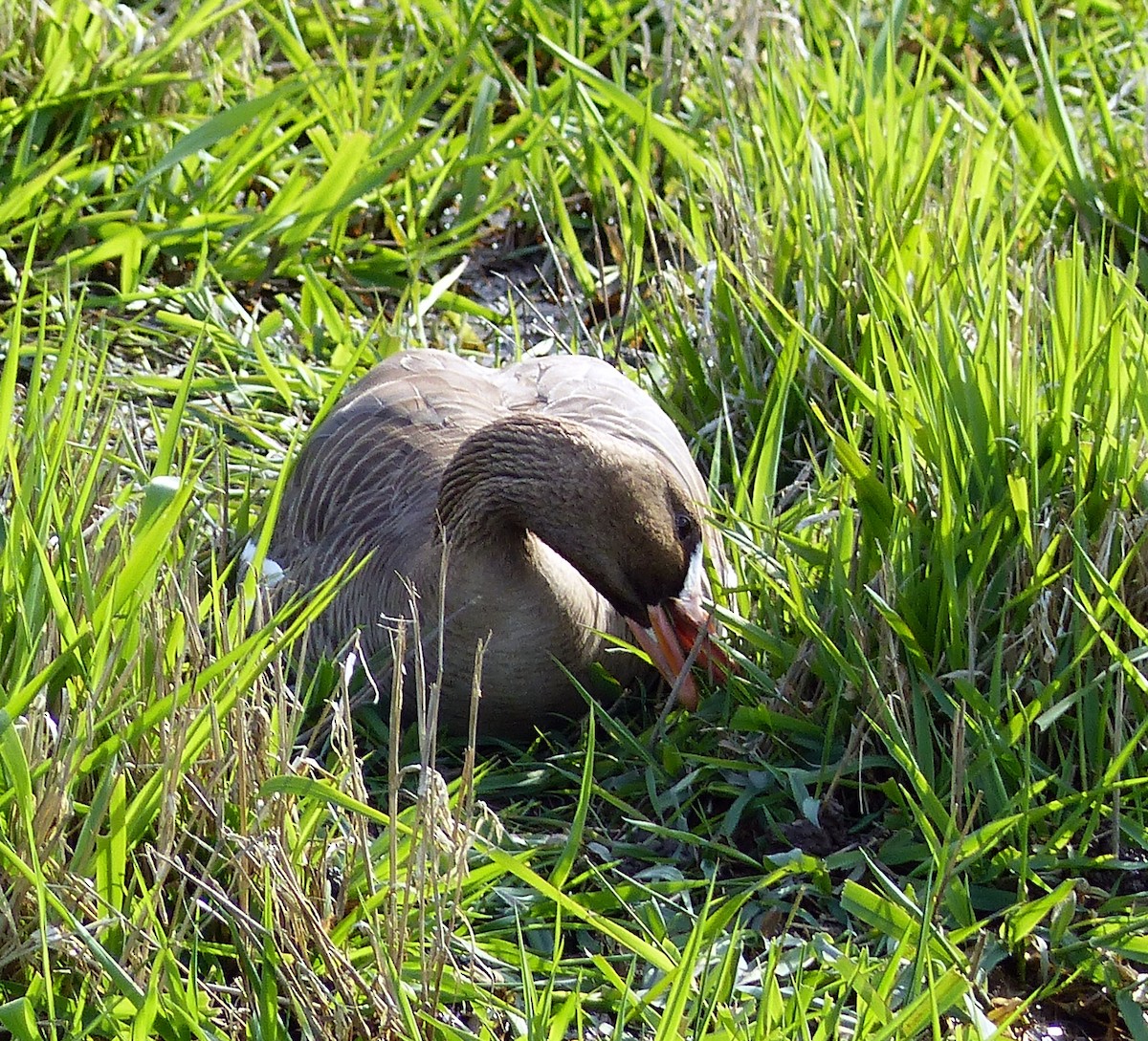 Манхин галуу - ML644463681
