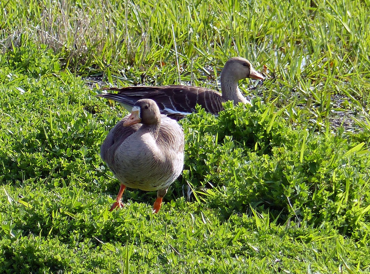 Манхин галуу - ML644463682