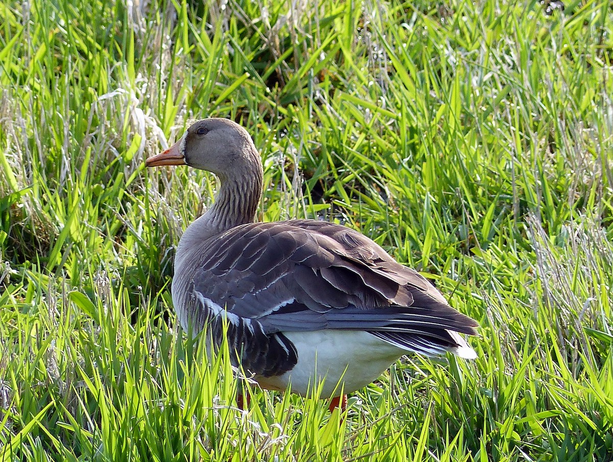 Манхин галуу - ML644463683
