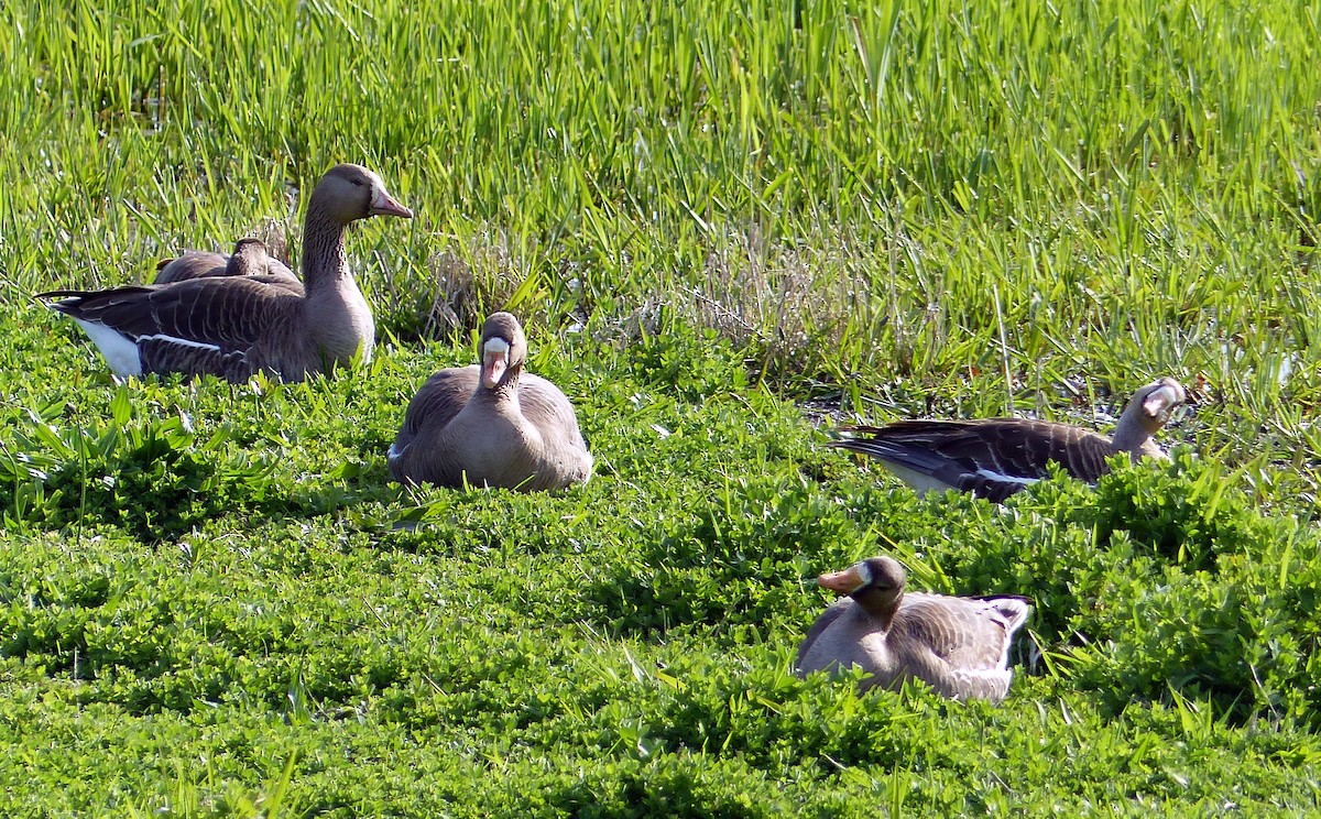 Манхин галуу - ML644463697