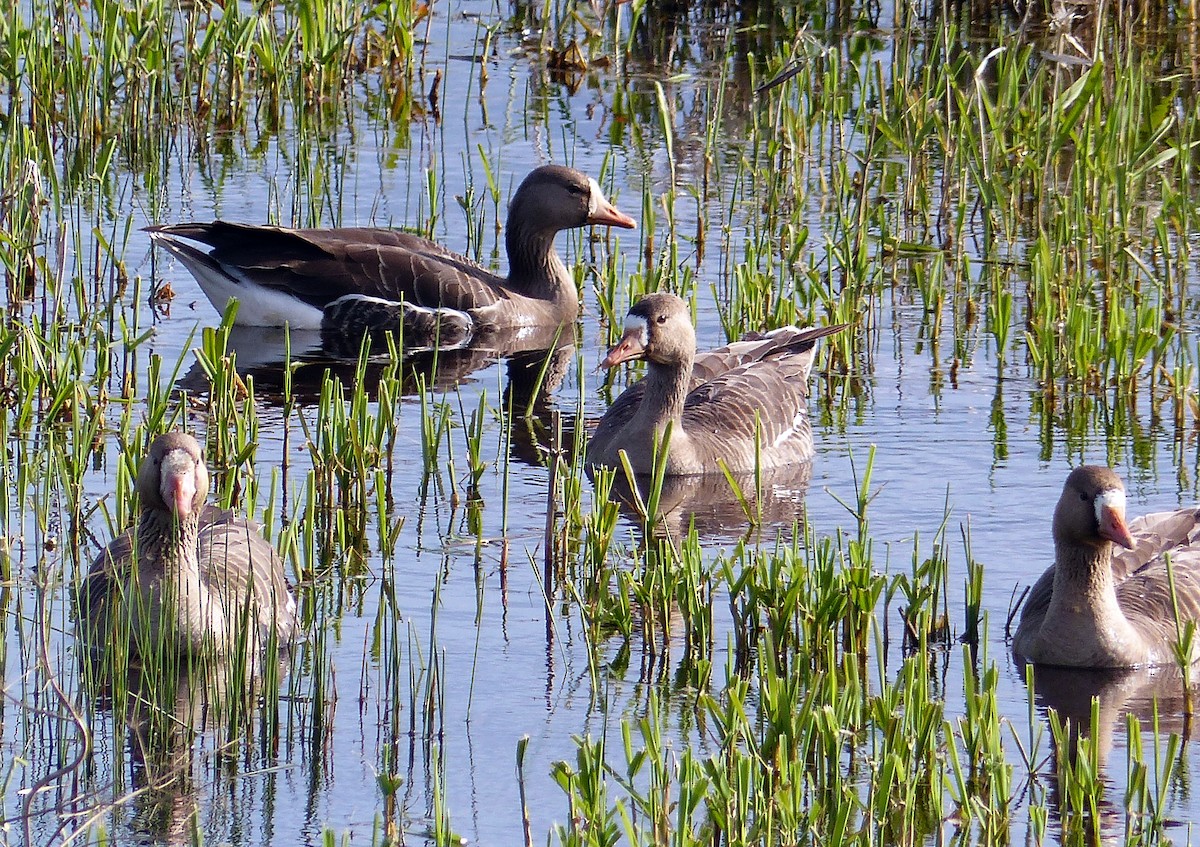 Манхин галуу - ML644463698