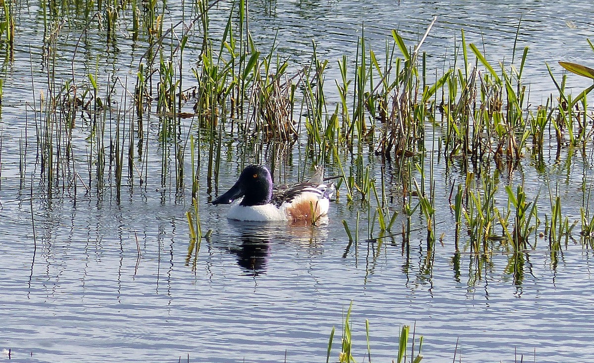 Халбага нугас - ML644463703