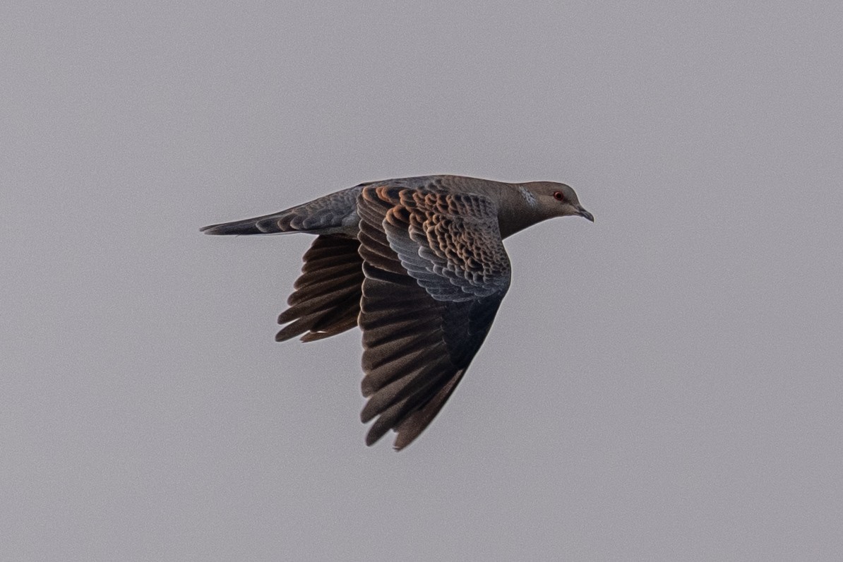 Oriental Turtle-Dove - ML644463705