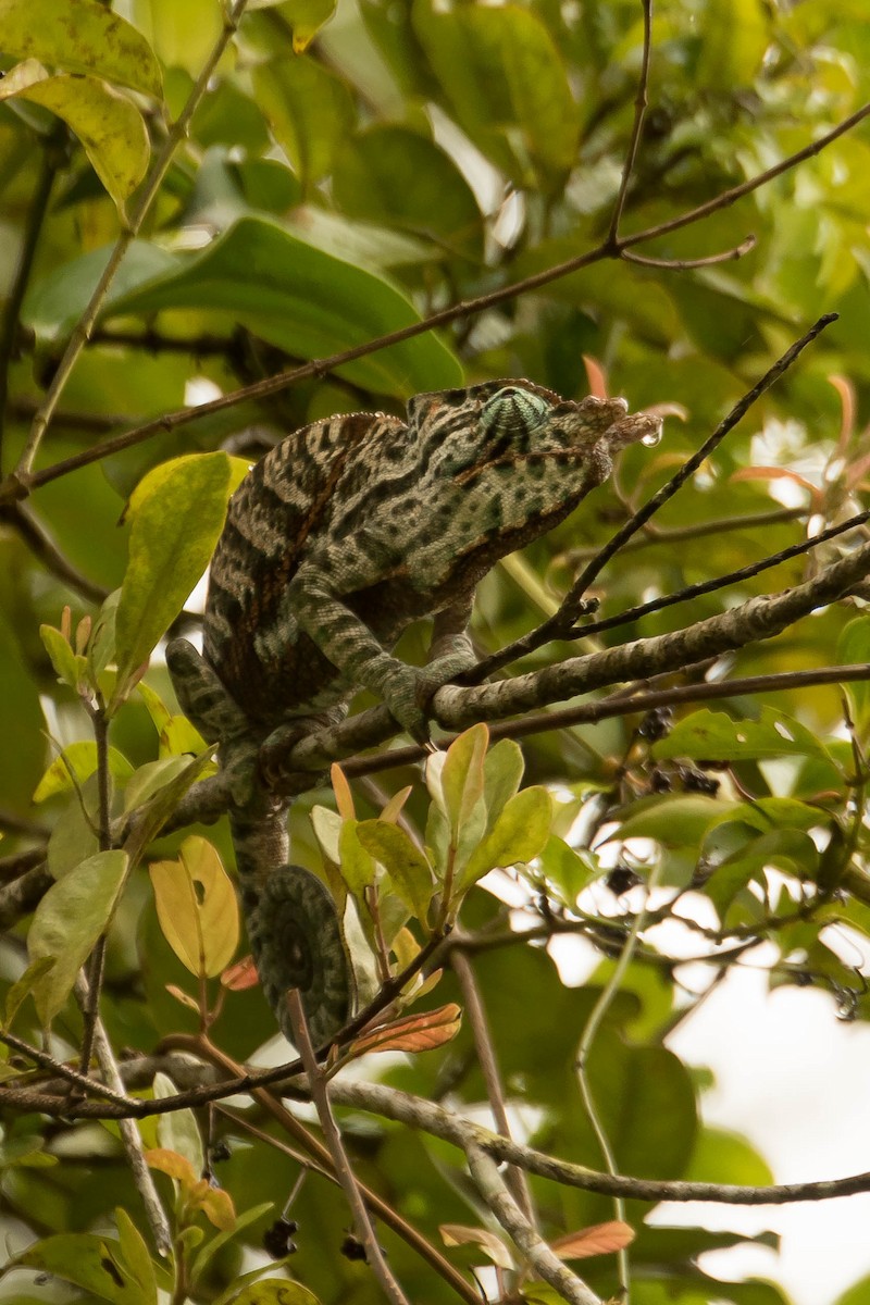 Two-banded Chameleon - ML644463706