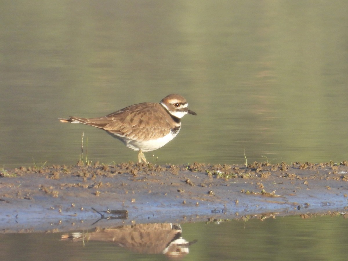 Killdeer - ML644463726