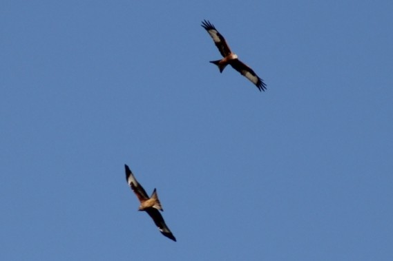 Red Kite - ML644463729