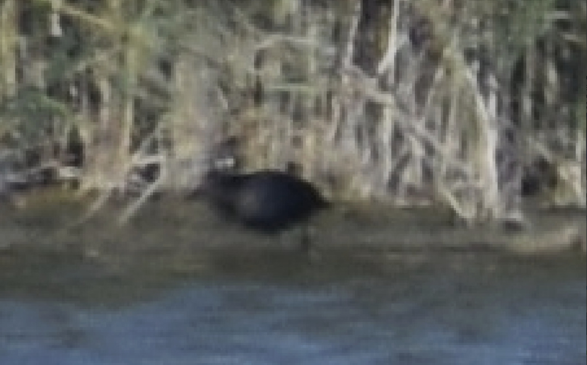 セイケイ - ML644463731