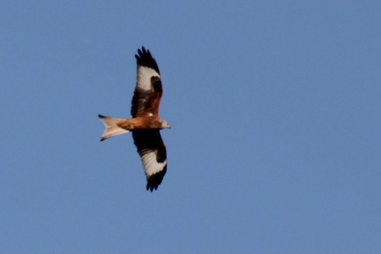 Red Kite - ML644463733