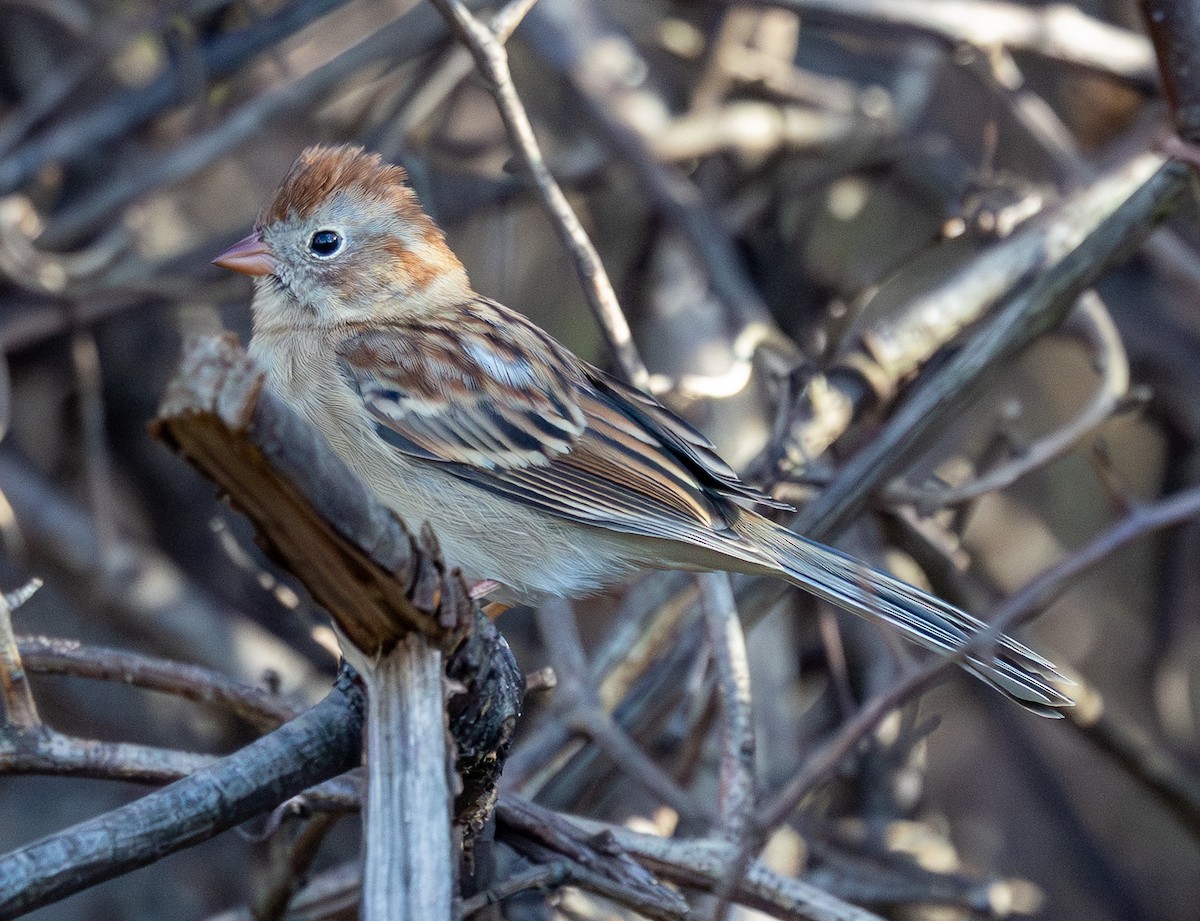 Field Sparrow - ML644463743