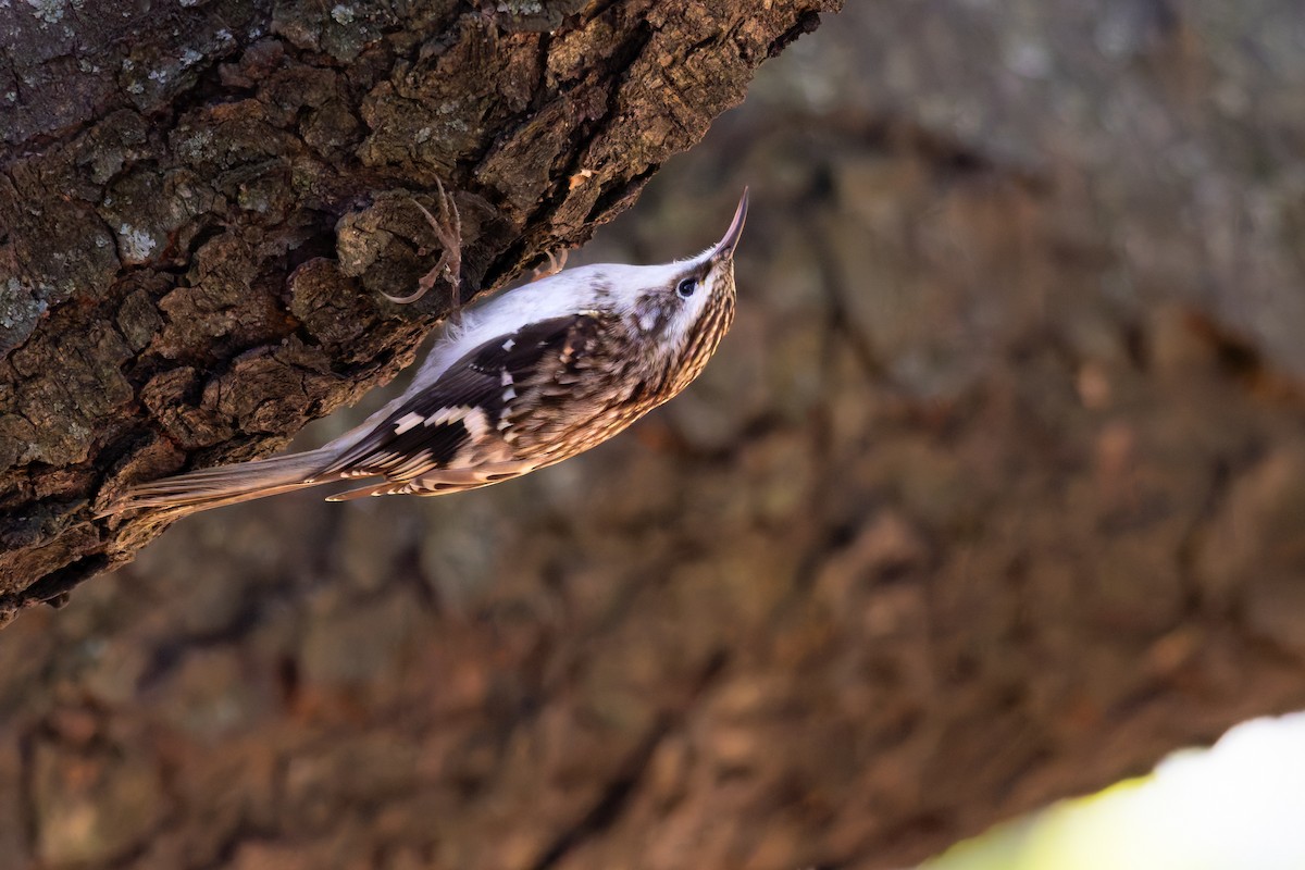 Brown Creeper - ML644463756