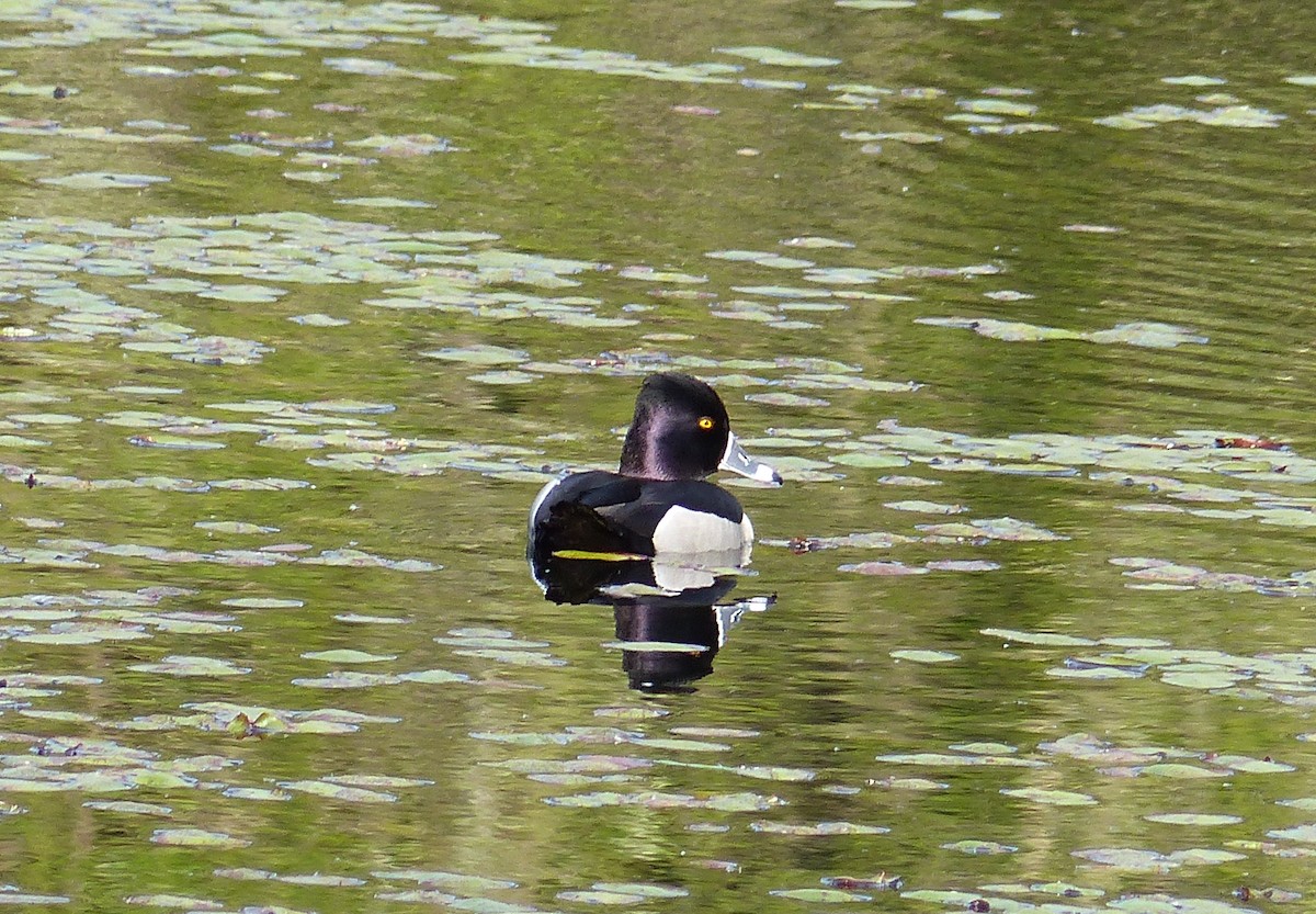 Ring-necked Duck - ML644463759
