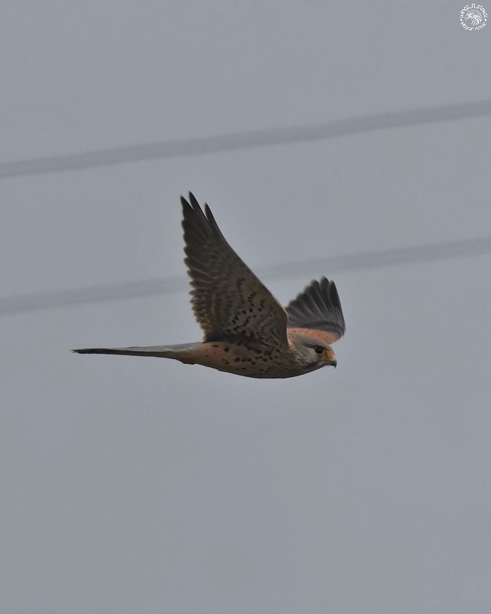 tårnfalk - ML644463762