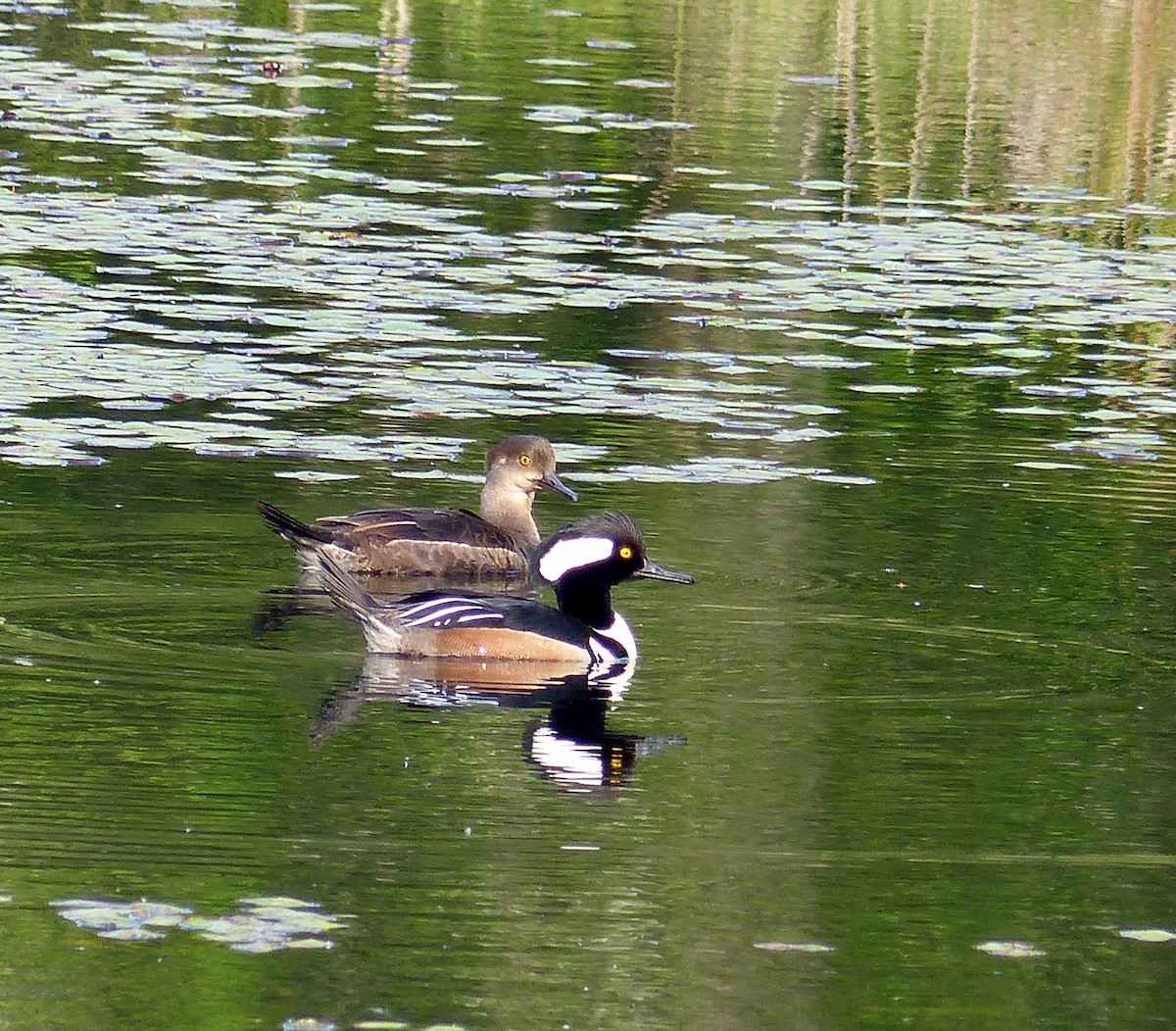 Hooded Merganser - ML644463773