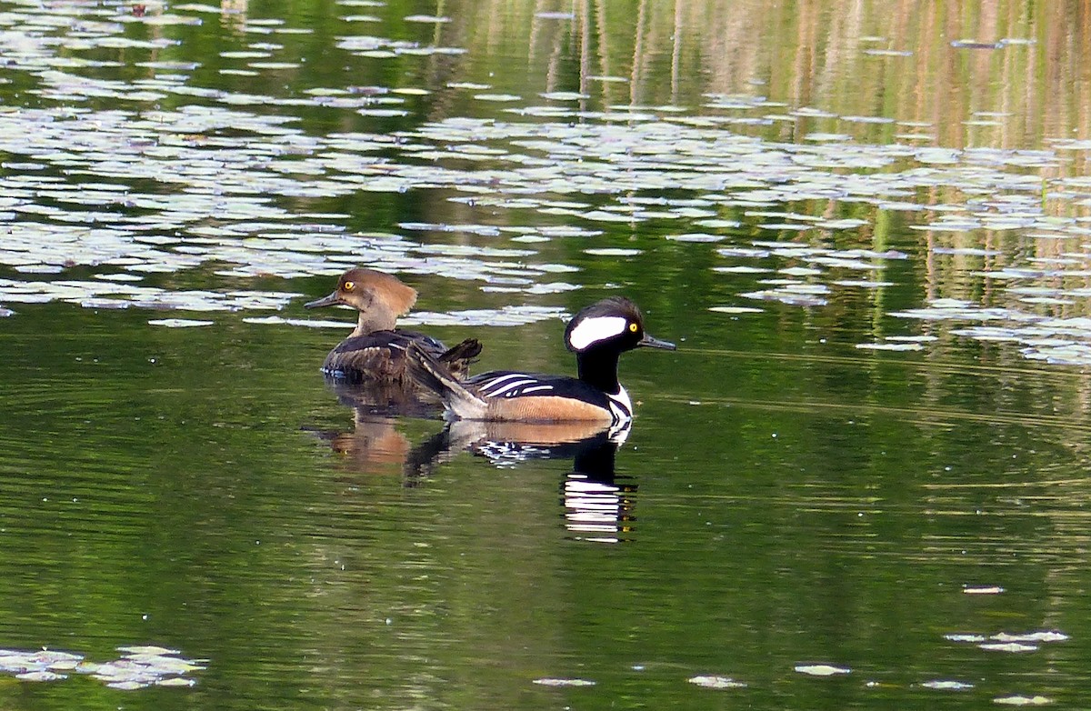 Hooded Merganser - ML644463774
