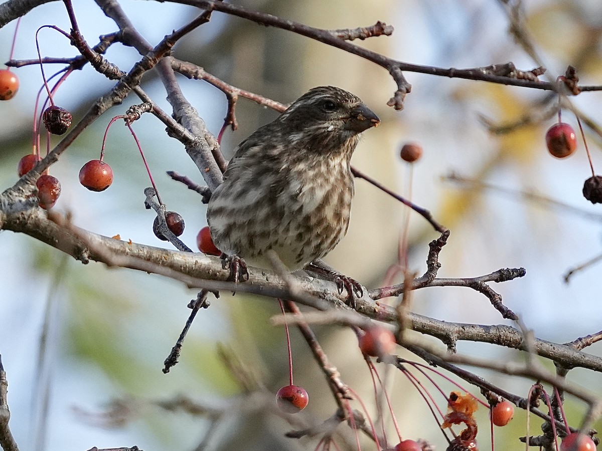 purpurfink - ML644463775