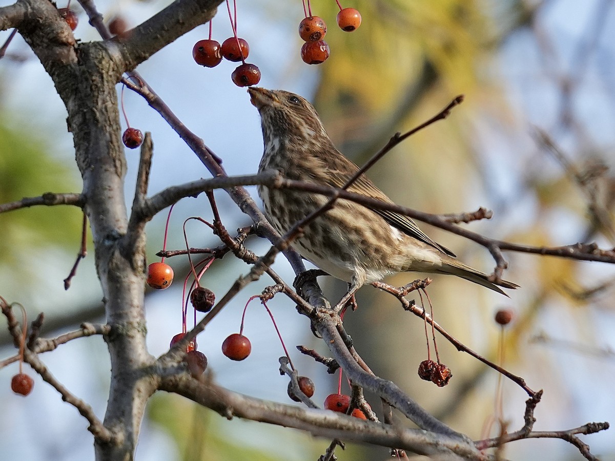 purpurfink - ML644463776