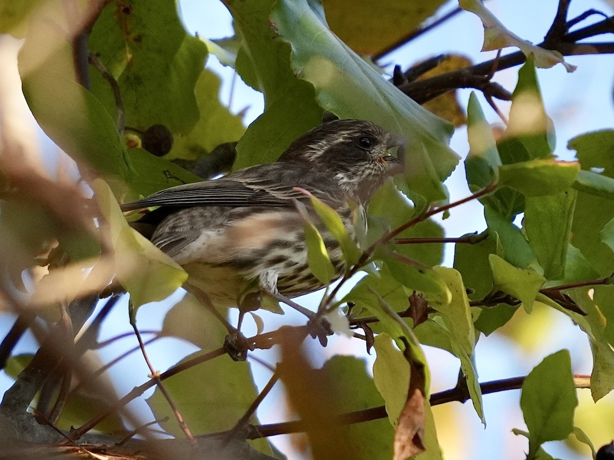 purpurfink - ML644463777