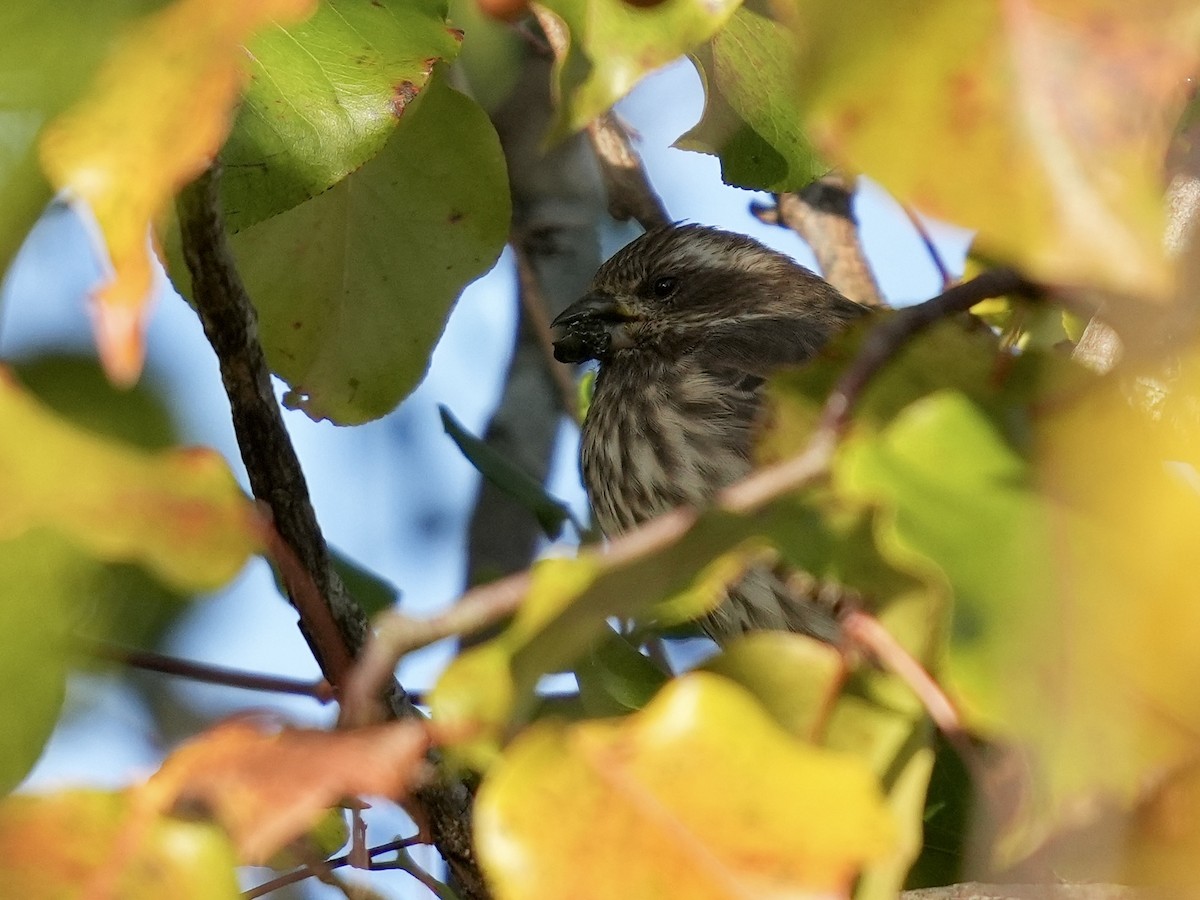 purpurfink - ML644463778