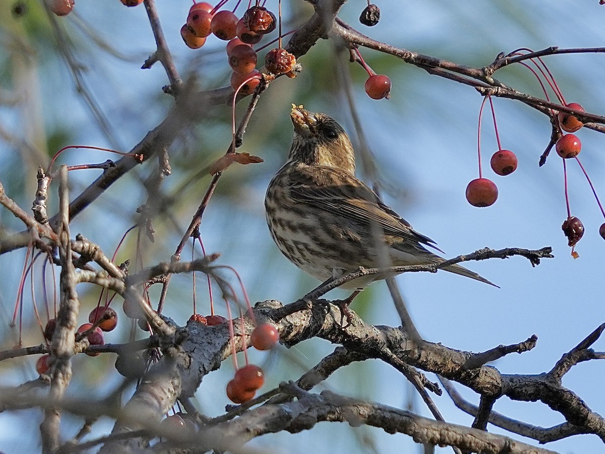 purpurfink - ML644463779