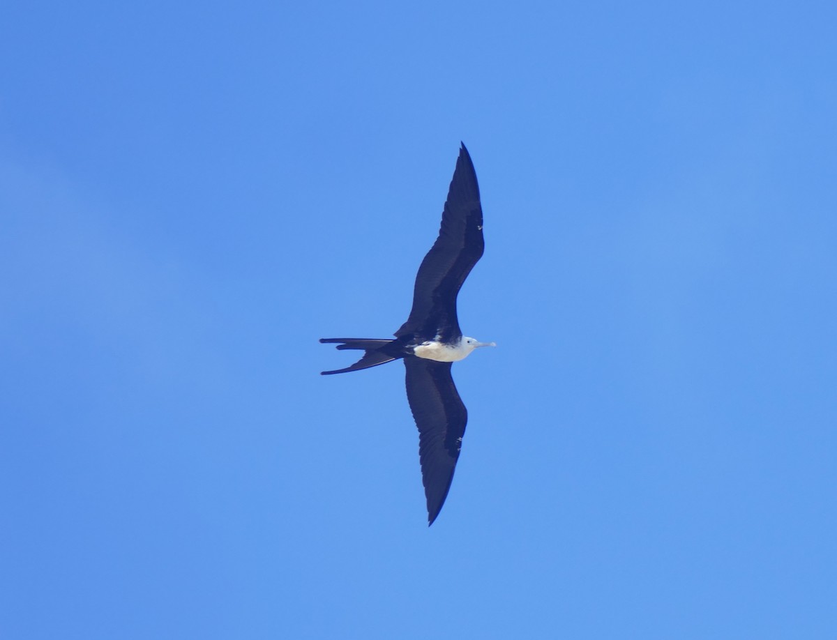 アメリカグンカンドリ - ML644463784