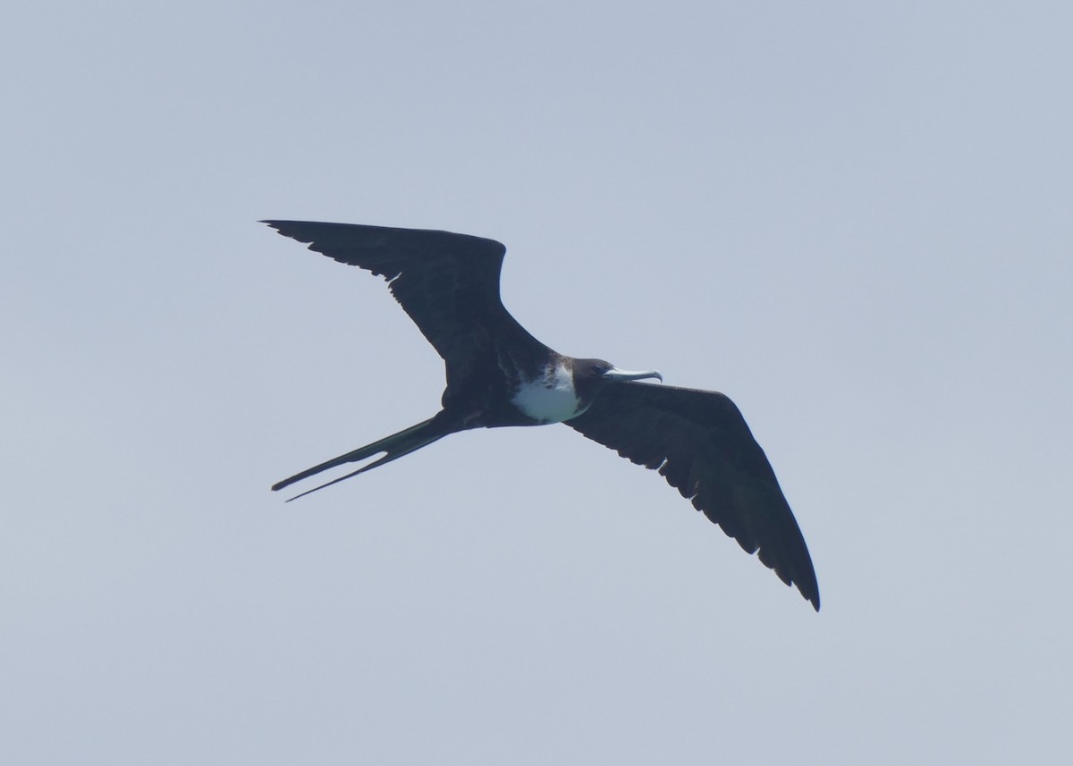 アメリカグンカンドリ - ML644463786