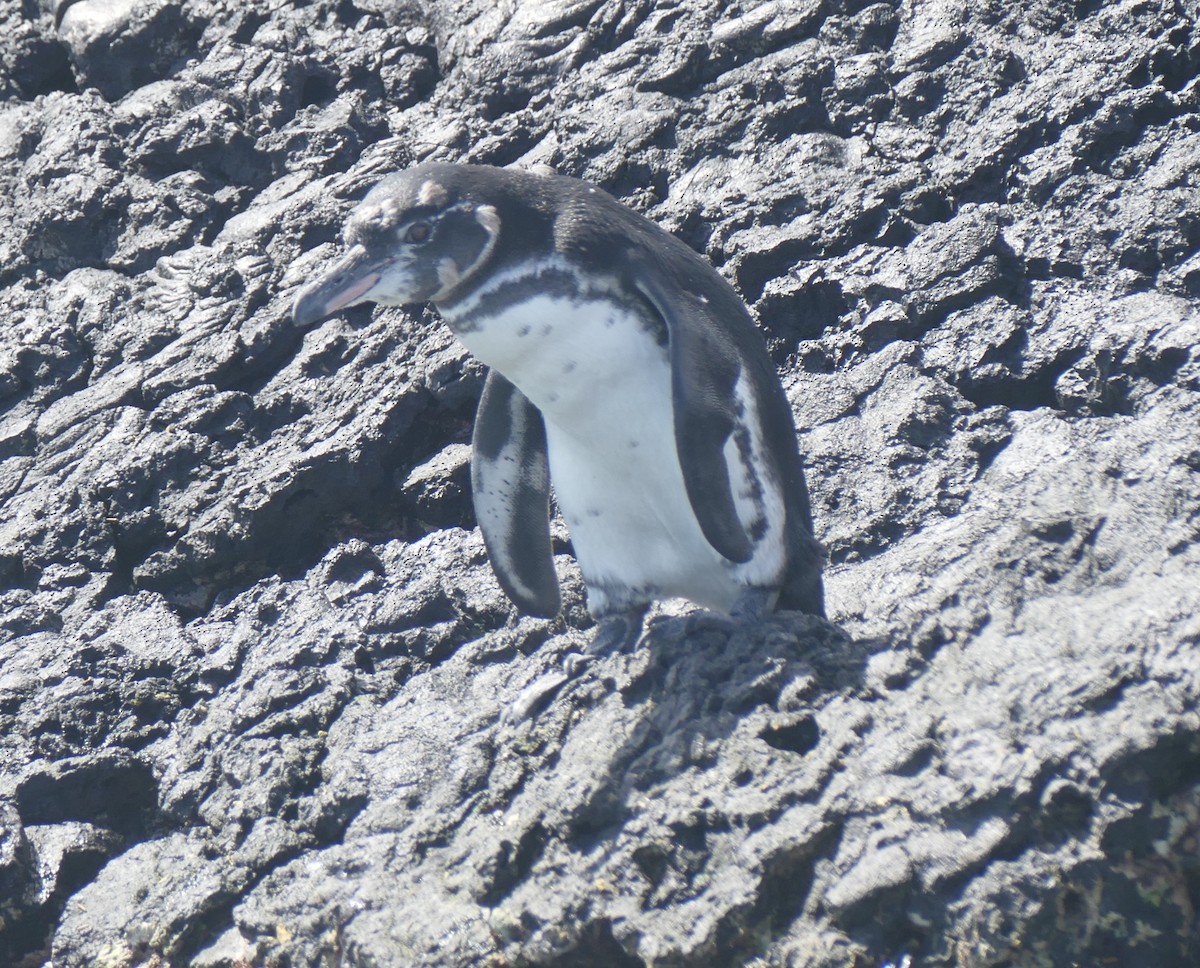 ガラパゴスペンギン - ML644463787