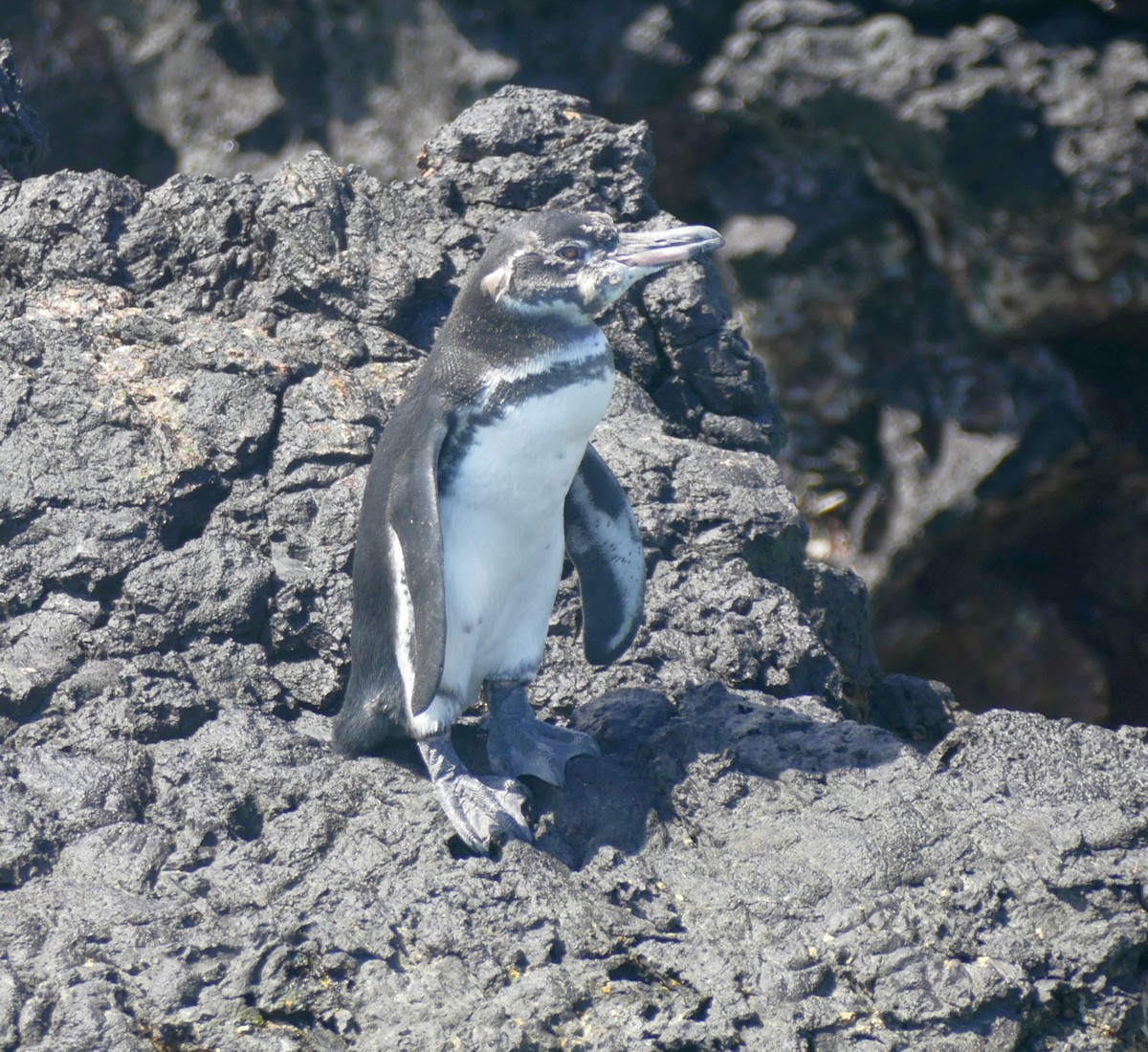 ガラパゴスペンギン - ML644463791