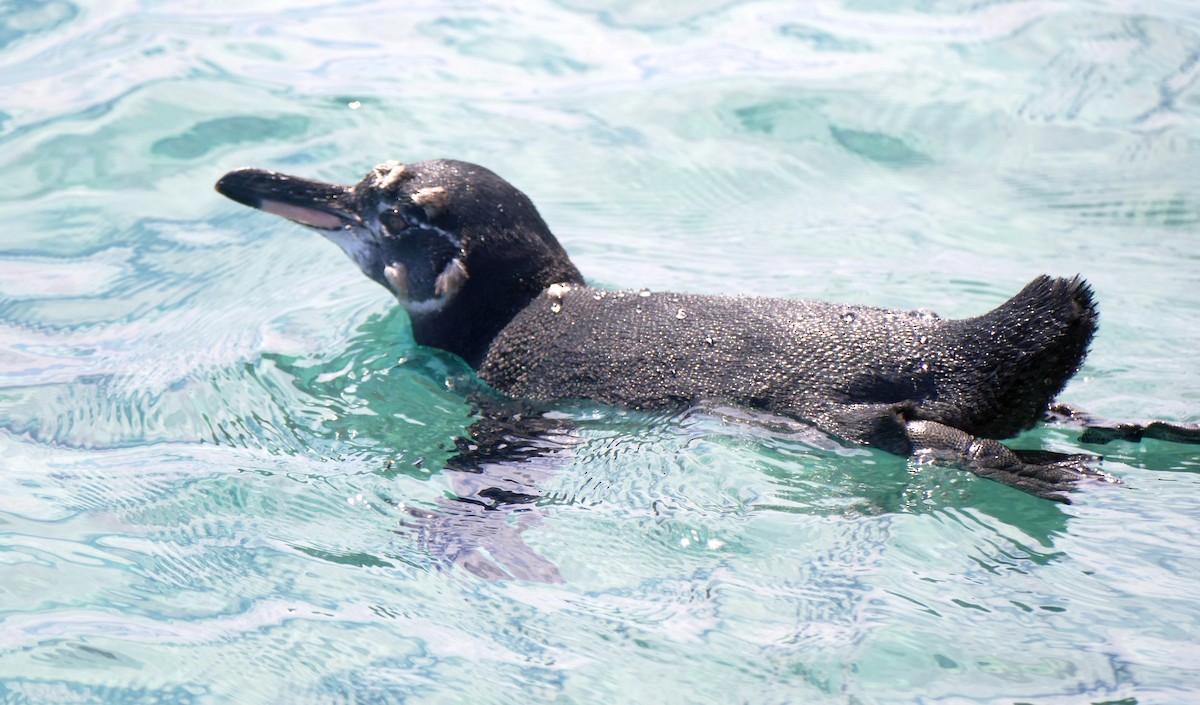 ガラパゴスペンギン - ML644463792