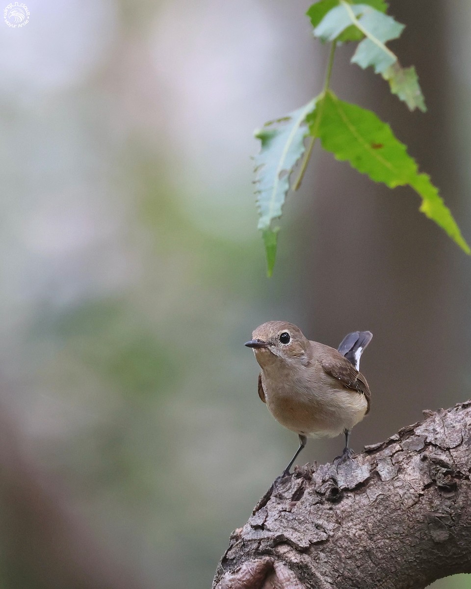 Taiga Flycatcher - ML644463793