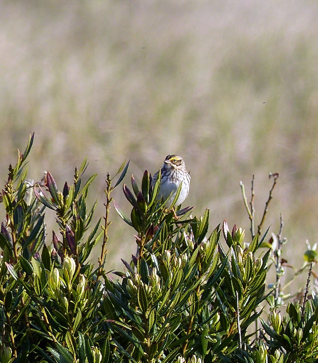 Savannah Sparrow - ML644463797
