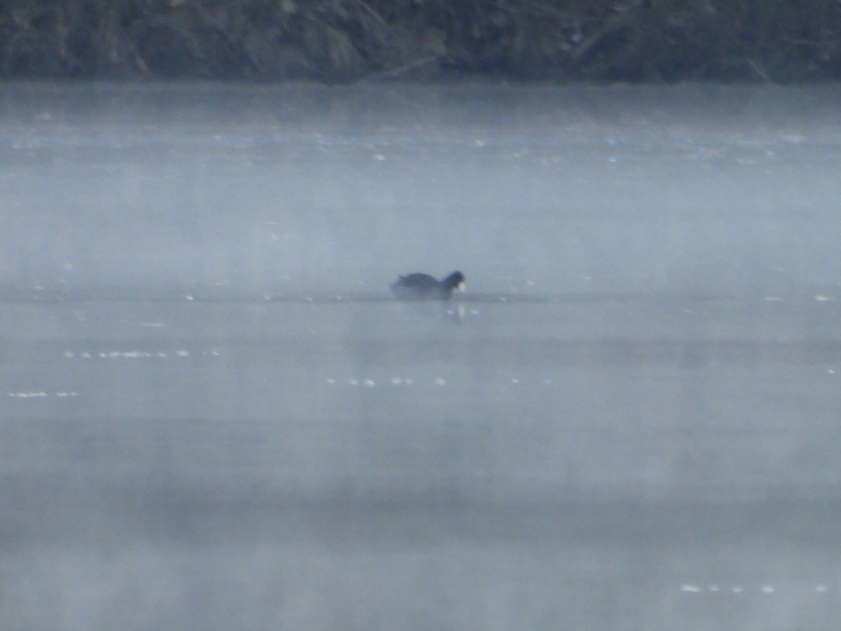 American Coot - ML644463802