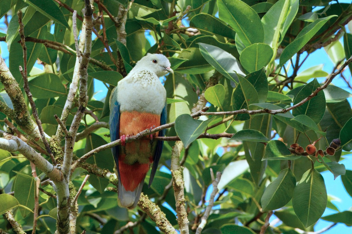 Silver-capped Fruit-Dove - ML644463803