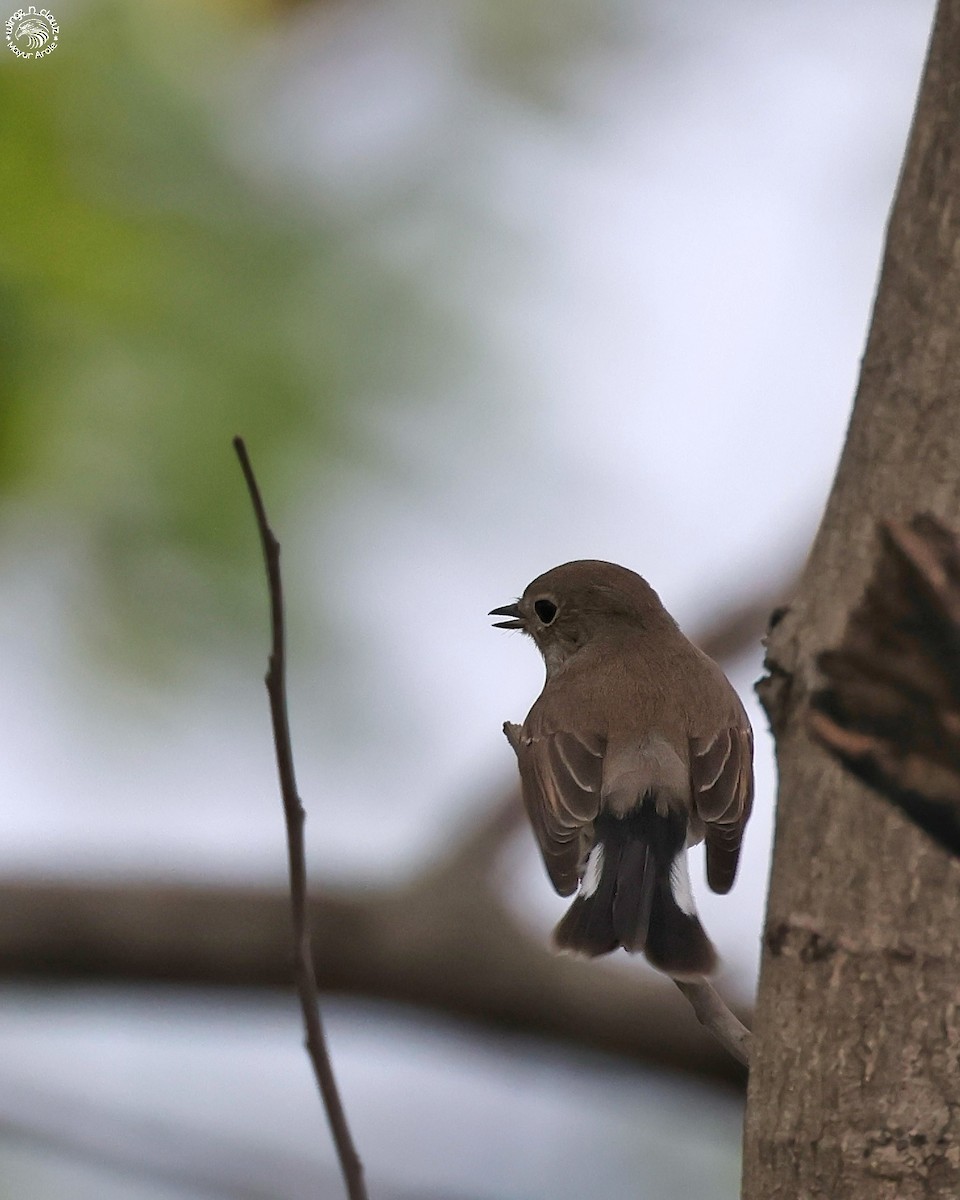 Taiga Flycatcher - ML644463807