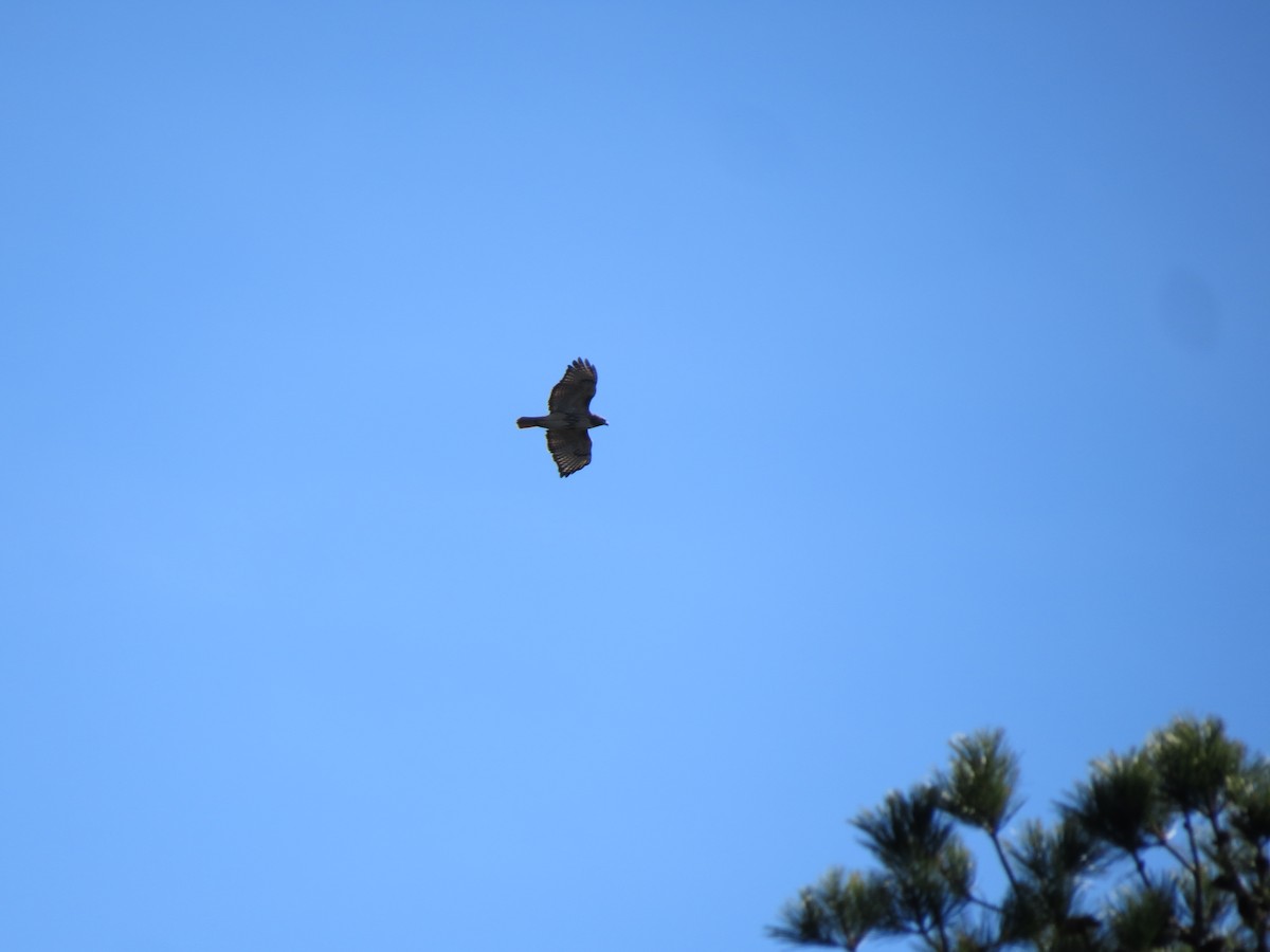 Busardo Colirrojo - ML644463811