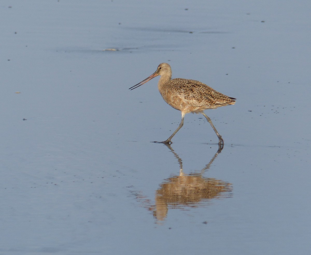Greater Yellowlegs - ML644463823