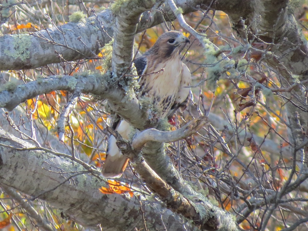 Busardo Colirrojo - ML644463824